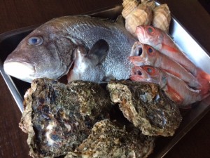 H29年９月８日　徳島産　岩カキ　愛媛産　チカ鯛　北海道産　つぶ貝　のどぐろ